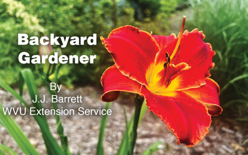 Backyard Gardener: Delightfully adaptable daylilies